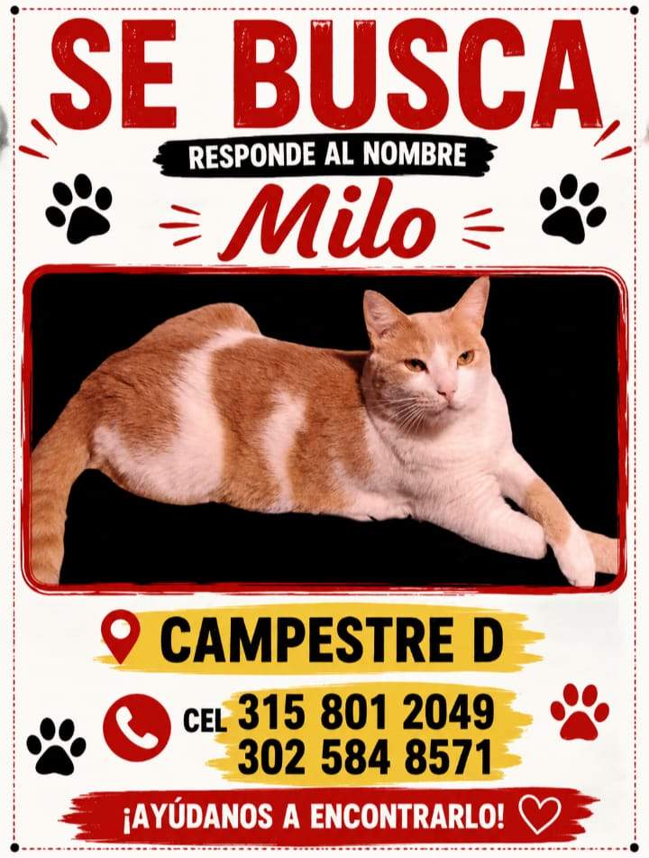 Foto de Milo