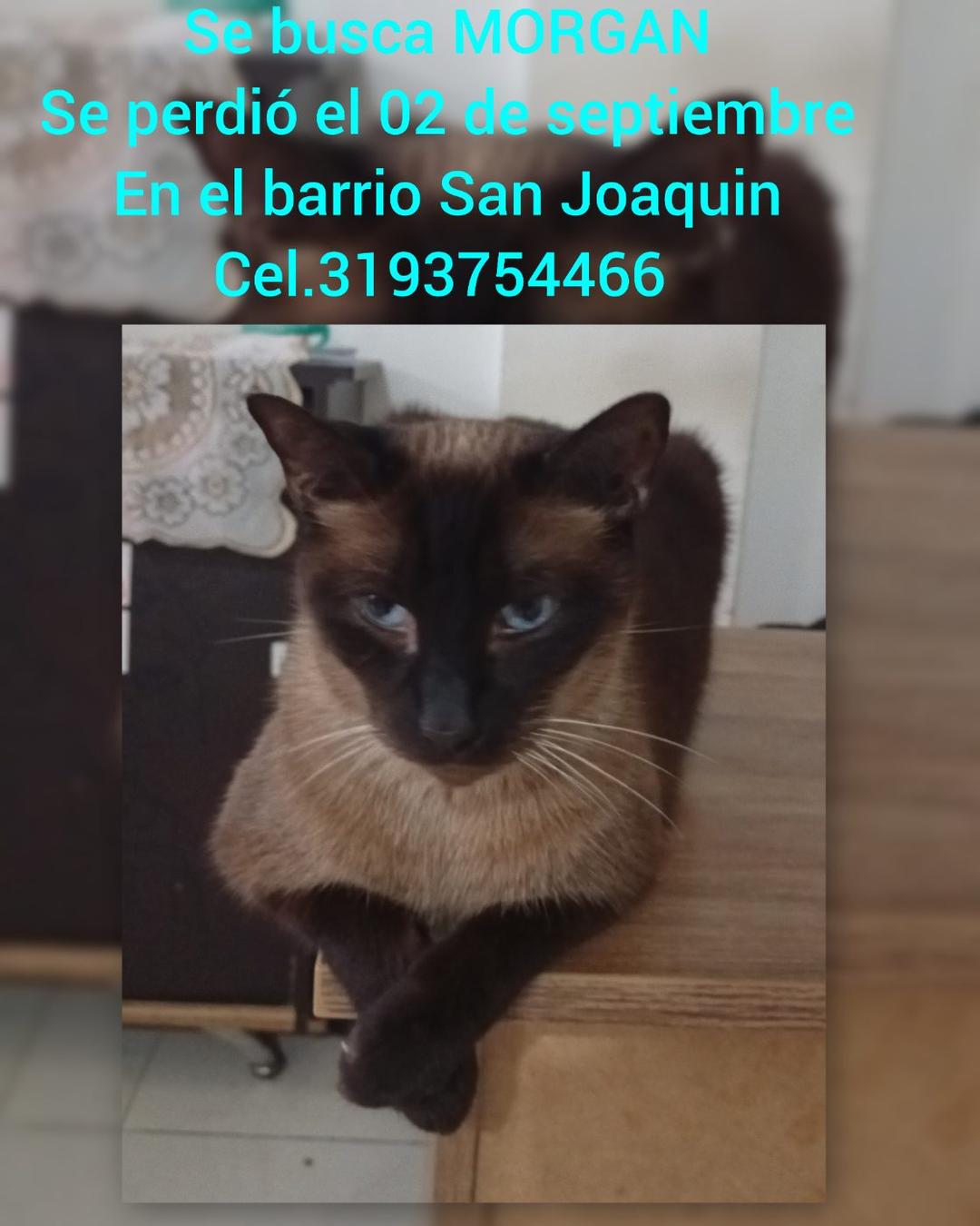 Foto de Morgan