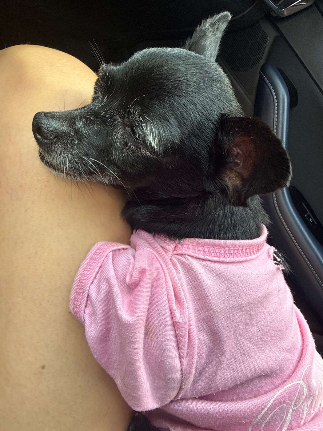 Mascota