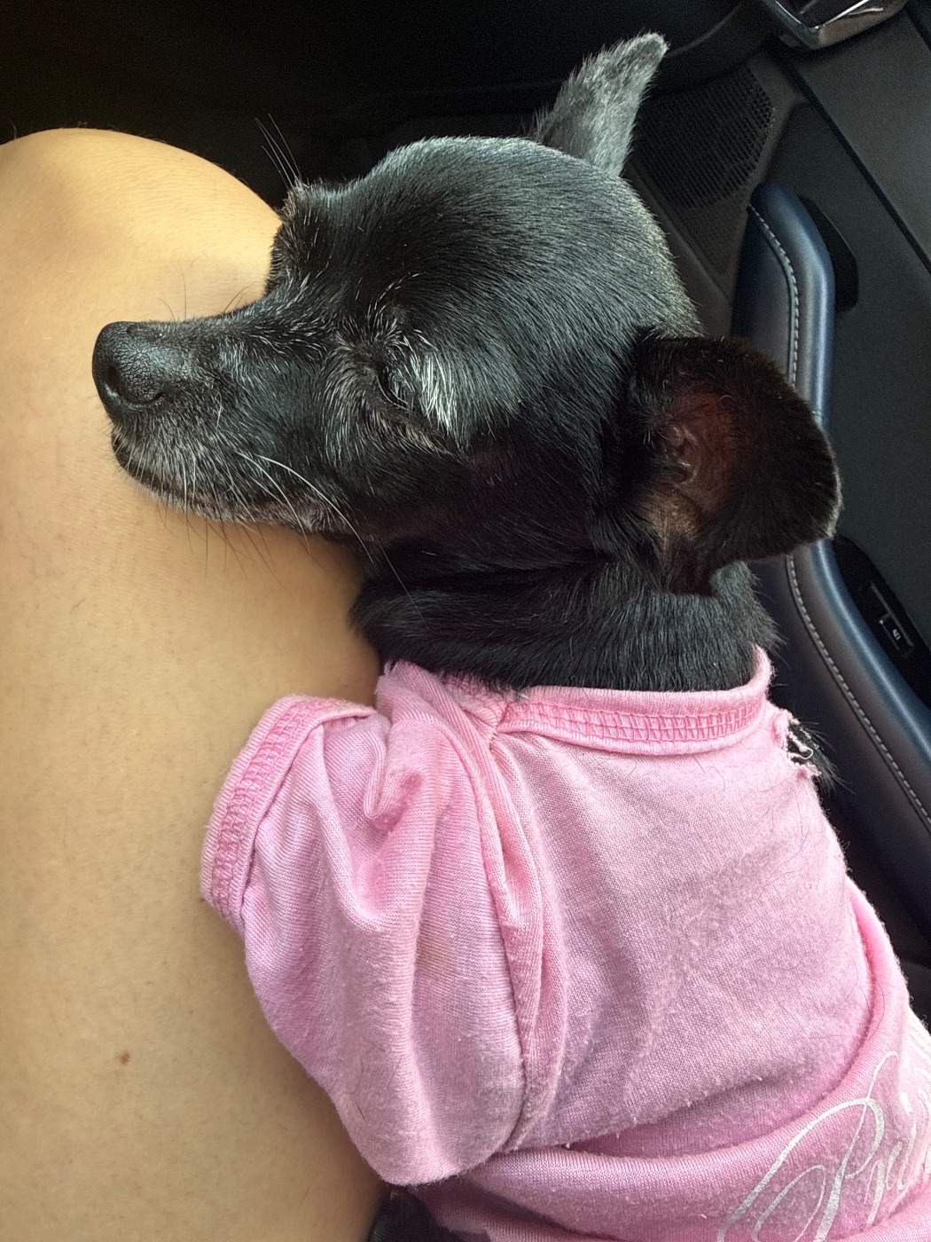 Foto de la mascota