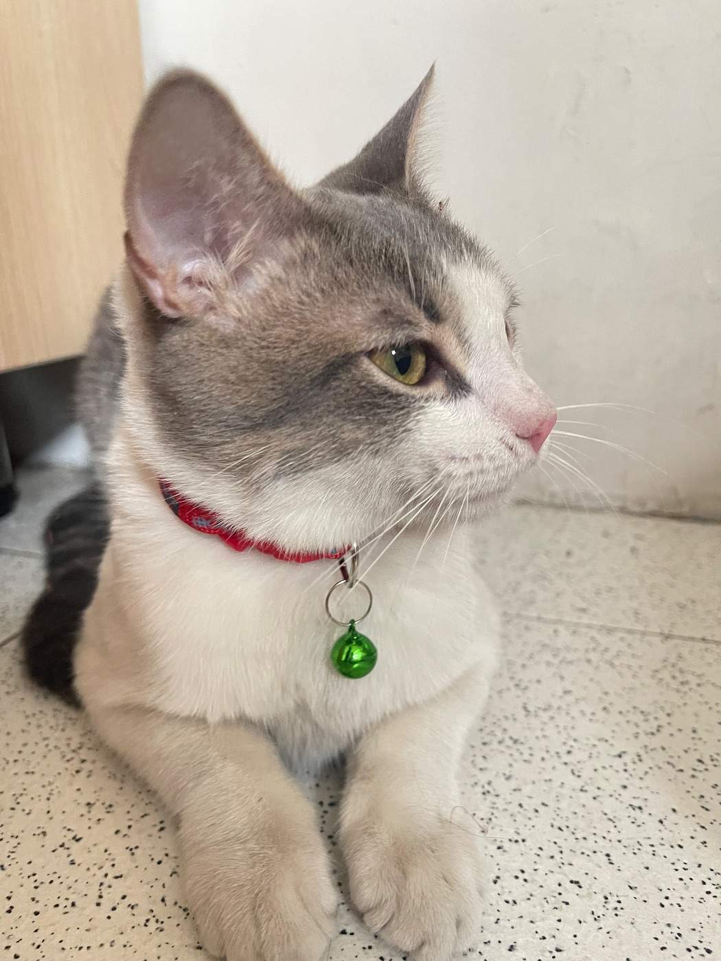 Foto de la mascota