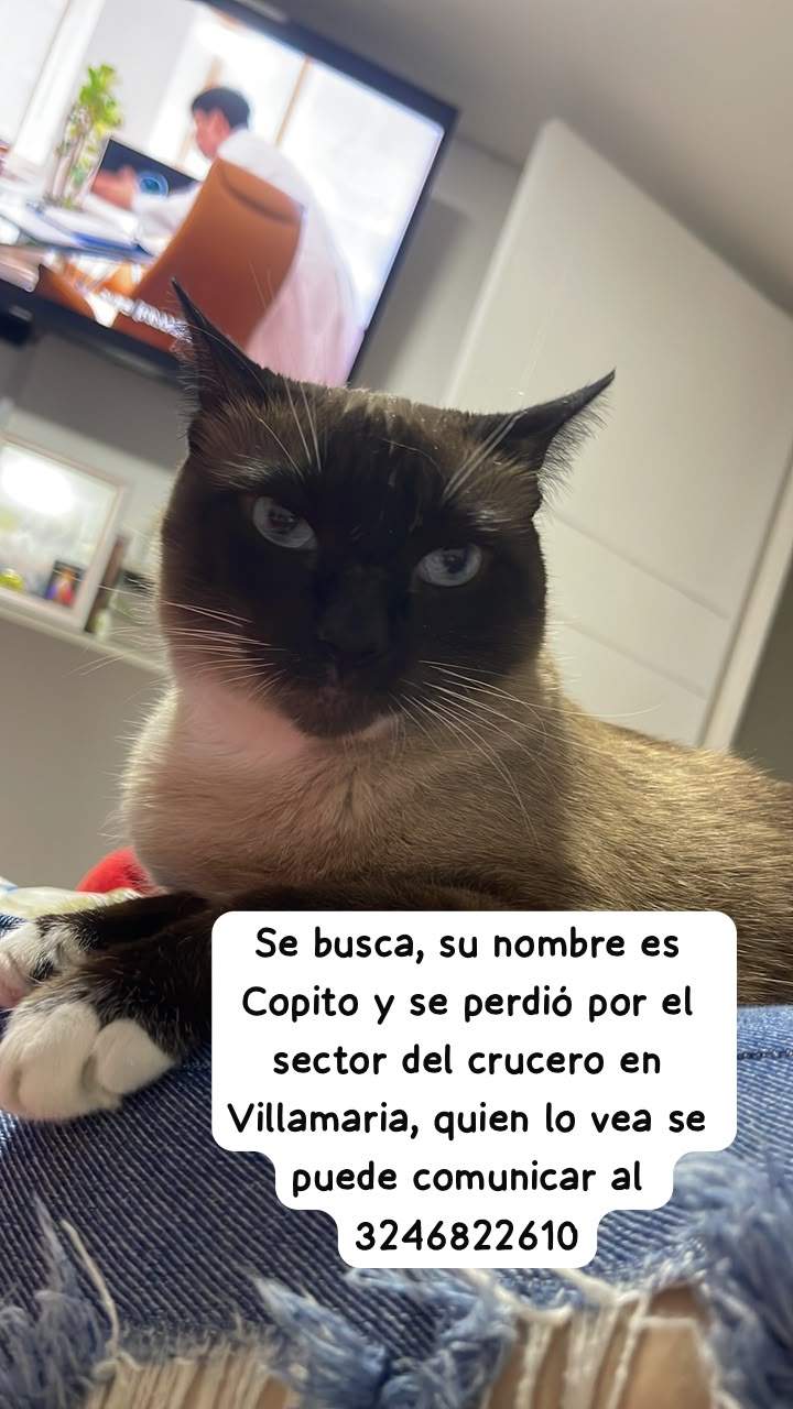 Foto de Copito