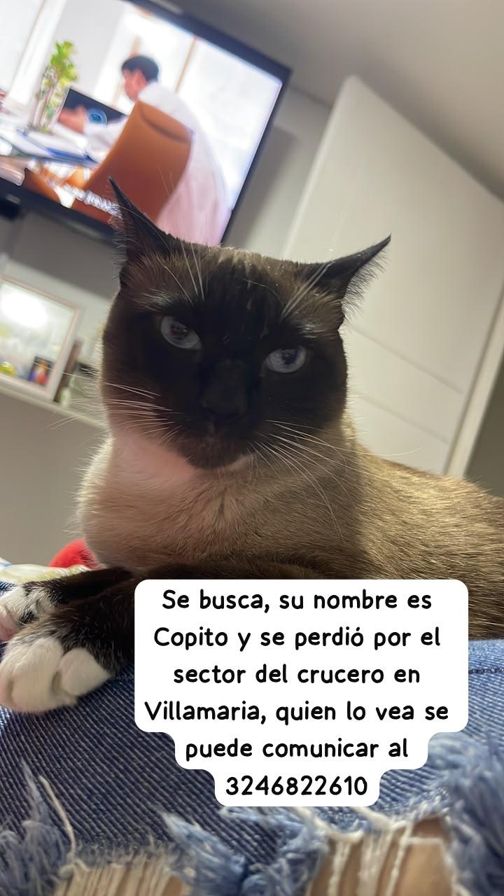 Foto de Copito