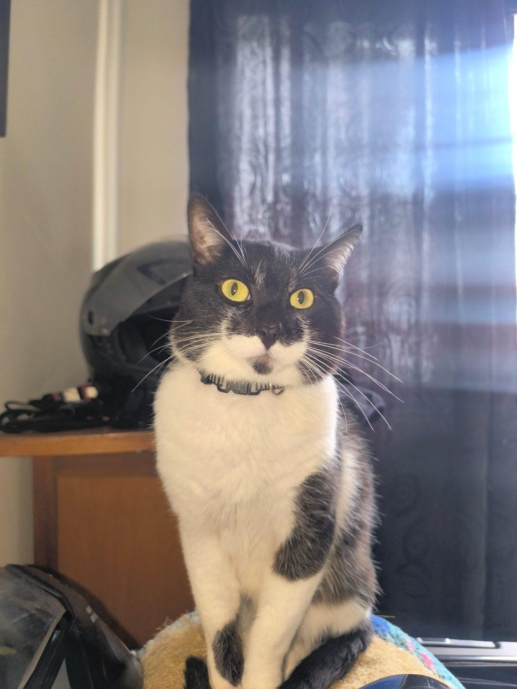 Foto de Oreo