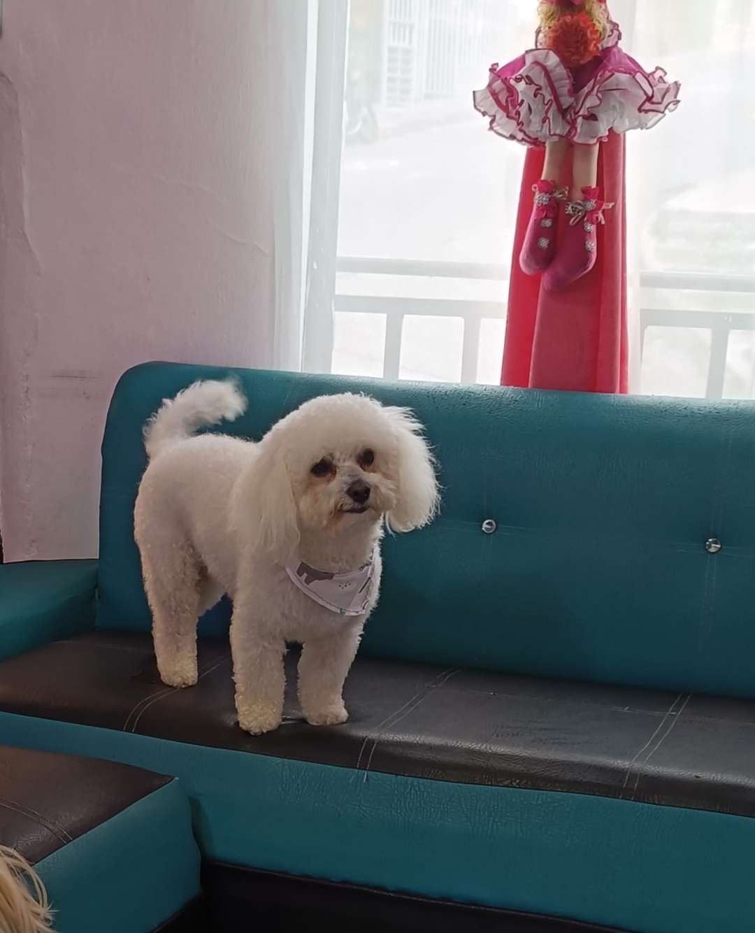 Copito