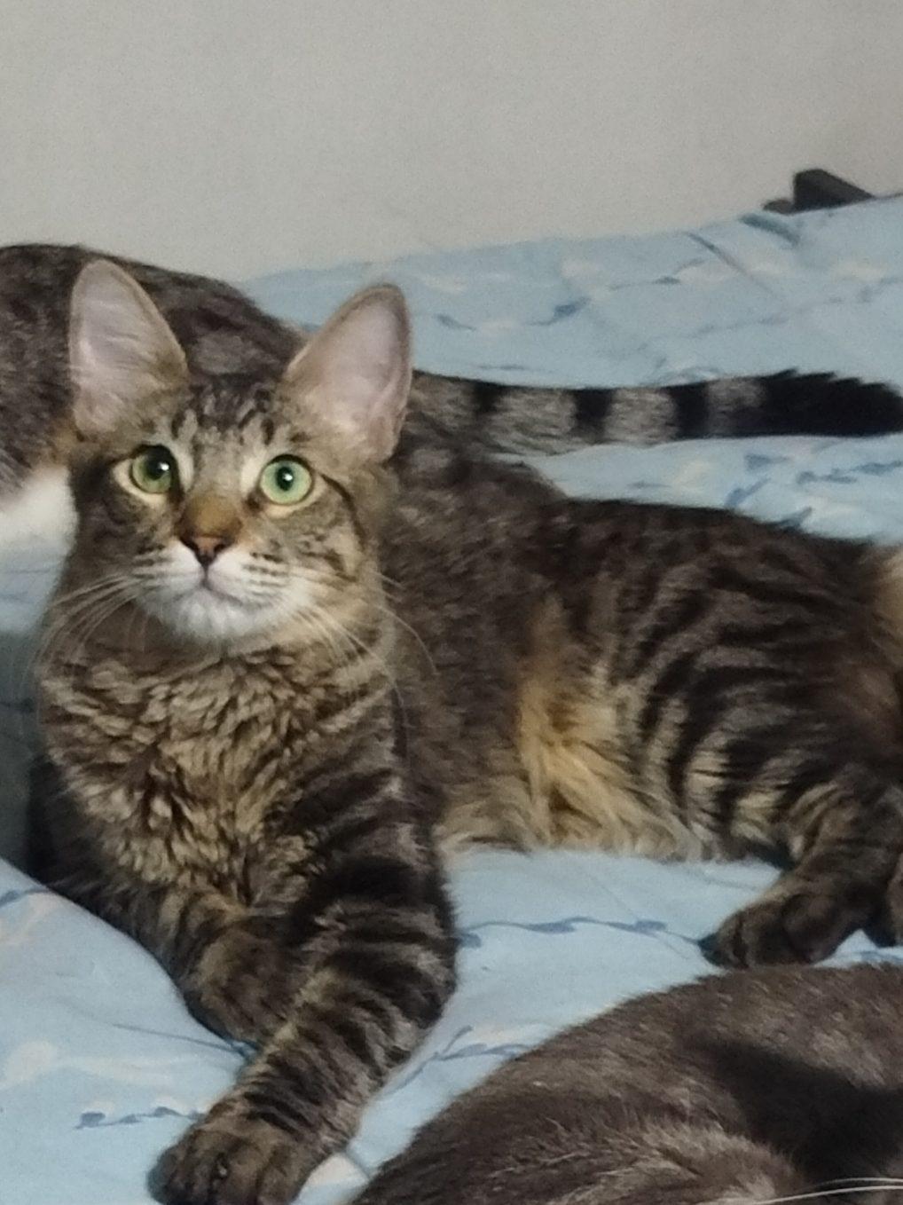Foto de Mushú