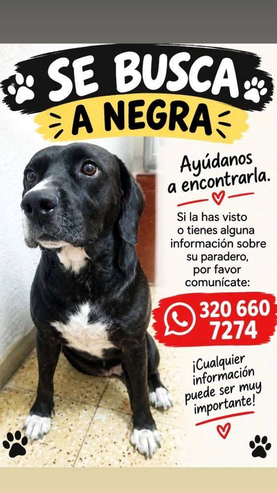 Negra