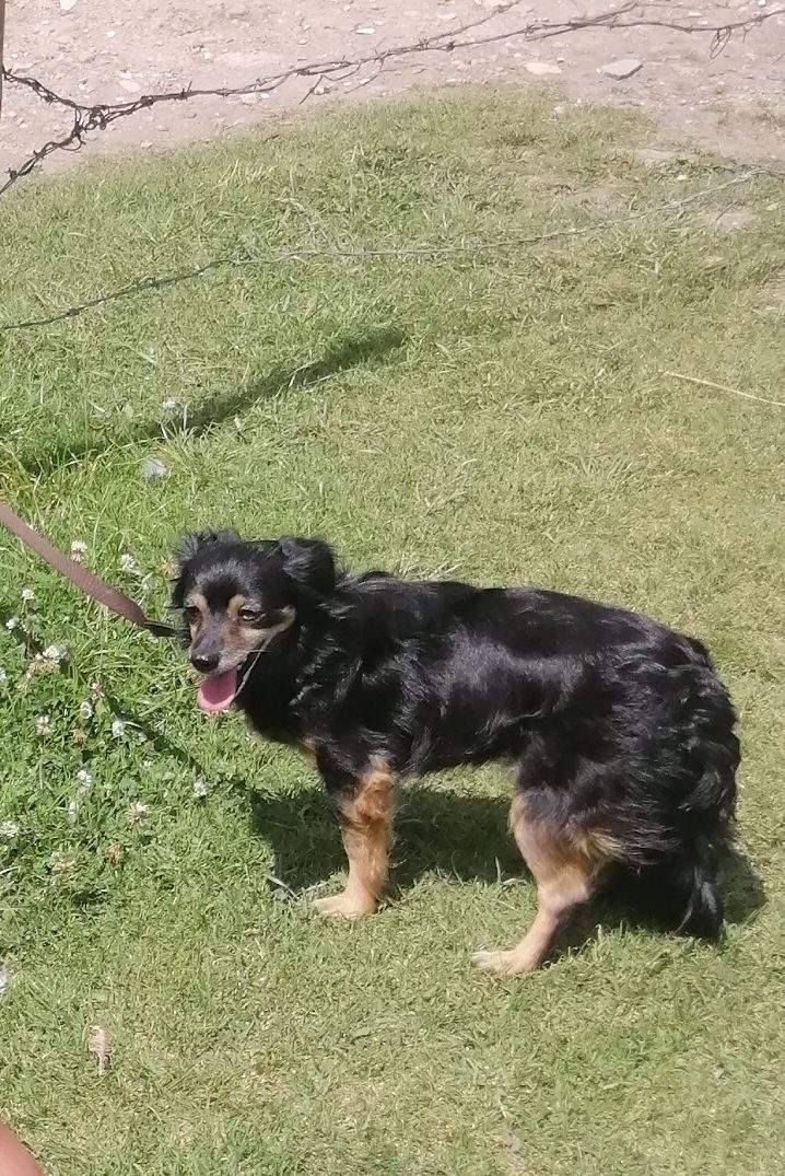 Foto de Sam